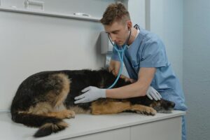 veterinary services elk city